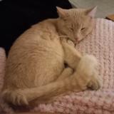 Picture of cat lost at Tours