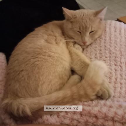 Photo 1/1 Alphy Chat lost in Tours