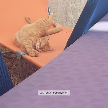 Photo 1/1 O'Malley Chat lost in Balma