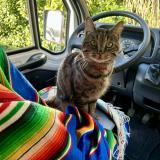 Picture of cat lost at St Etienne Du Rouvray