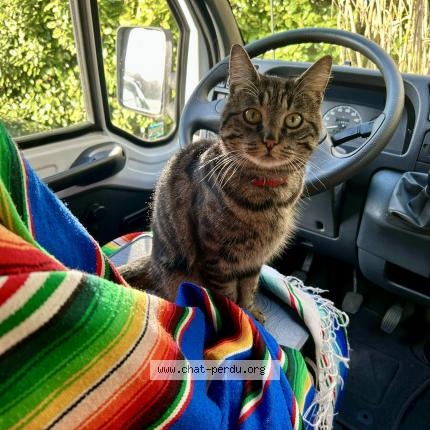 Photo 1/1 Gatita Chat lost in St etienne du rouvray