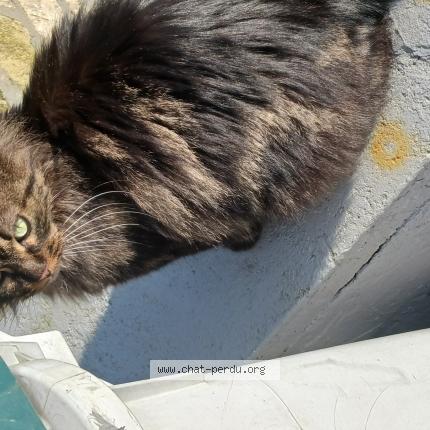 Photo 1/1 Chacha Chat lost in Le bec hellouin