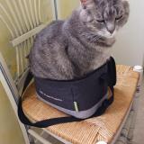 Picture of cat lost at Beauvais