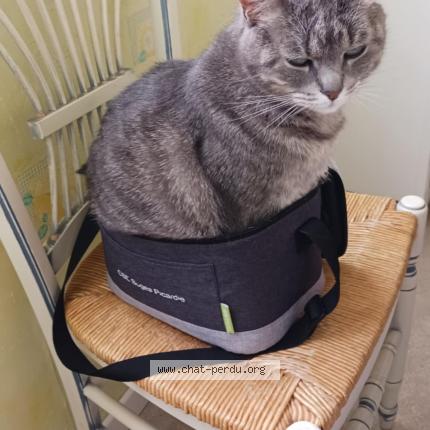 Photo 1/1 Minouche Chat lost in Beauvais