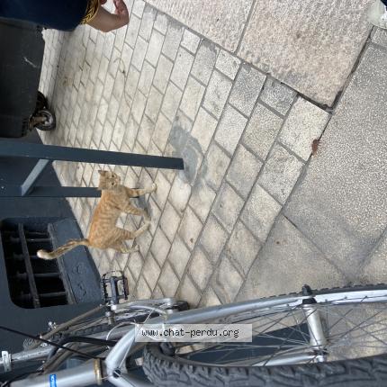 Photo 1/1 Found cat Found in Marseille