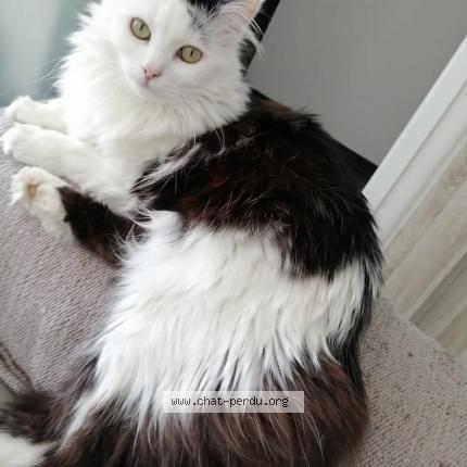 Foto van vermiste kat in Ville Pommeroeul