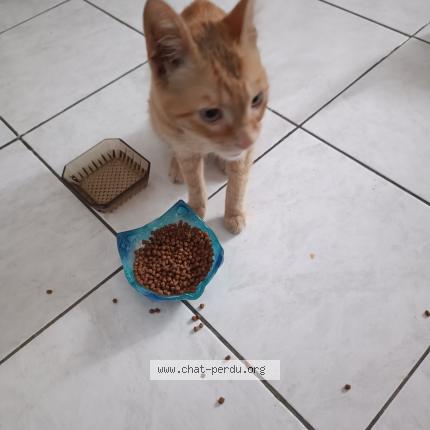 Photo 1/1 Found cat Found in Marseille