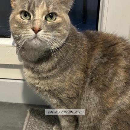 Photo 1/1 Yumi Chat lost in Verneuil sur seine