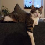 Picture of cat lost at Lapoutroie