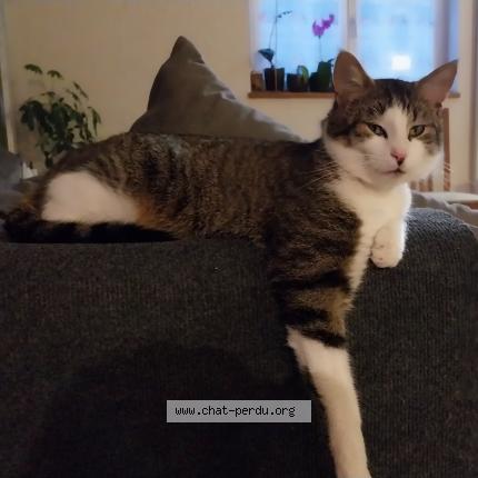 Photo 1/2 Grumeau Chat lost in Lapoutroie