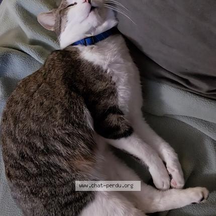 Photo 2/2 Grumeau Chat lost in Lapoutroie