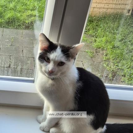 Photo 1/1 Gismo Chat lost in Leers nord