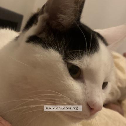 Photo 1/1 Woody Chat lost in Pont de claix