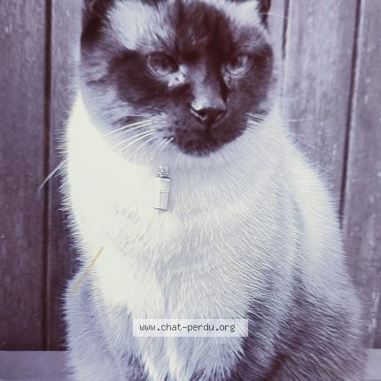 Photo 1/1 Skipy Chat lost in Chateaugiron