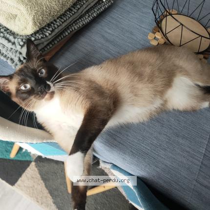 Photo 1/1 Ulio Chat lost in Cellettes