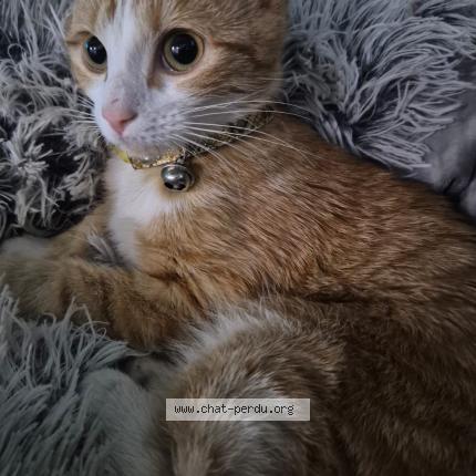 Photo 1/1 Found cat Found in La ricamarie