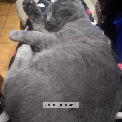 Photo 1/1 Malo Chat lost in Carcassonne