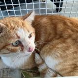 Picture of cat found at Tourcoing