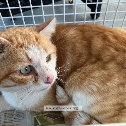 Photo 1/1 Found cat Found in Tourcoing