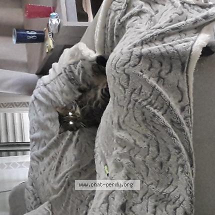 Photo 1/1 Found cat Found in Montpellier