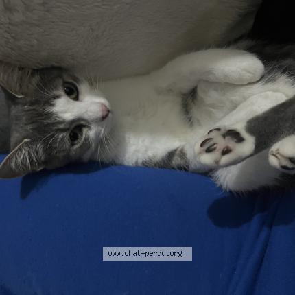 Photo 1/1 Olly Chat lost in Saint herblain