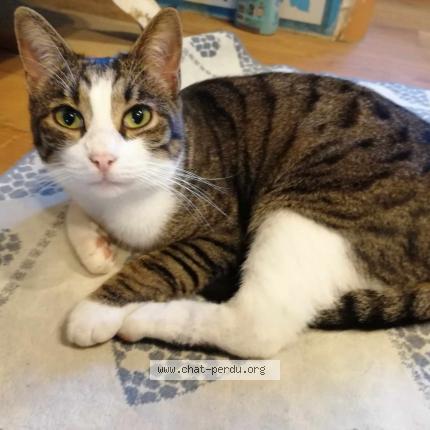 Photo 1/1 CIRCUS Chat lost in Narbonne