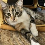 Picture of cat lost at La Rochelle