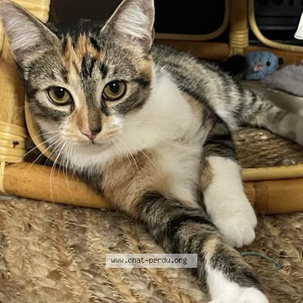 Photo 1/1 Violette Chat lost in La rochelle