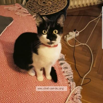 Photo 1/1 Arya Chat lost in Schoenenbourg