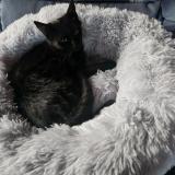 Louna