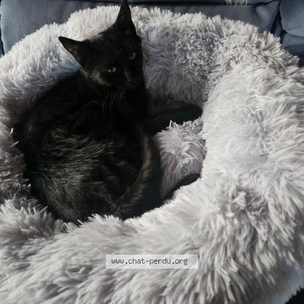 Foto 1/1 Wiedergefundene Katze Verloren in Le Landeron