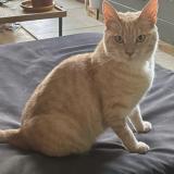 Picture of cat lost at Tournefeuille