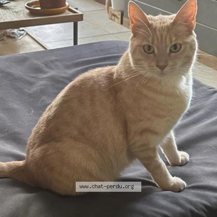 Photo 1/1 Cat reunited Lost in Tournefeuille