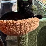 Picture of cat lost at Tournefeuille