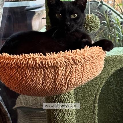 Photo 1/1 Django Chat lost in Tournefeuille