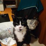 Picture of cat lost at La Francheville