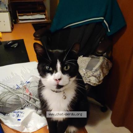 Photo 1/1 Rebel Chat lost in La francheville