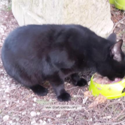 Photo 1/1 Found cat Found in Nevy les dole