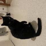 Picture of cat lost at Blois