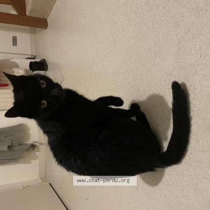 Photo 1/1 Moustique Chat lost in Blois