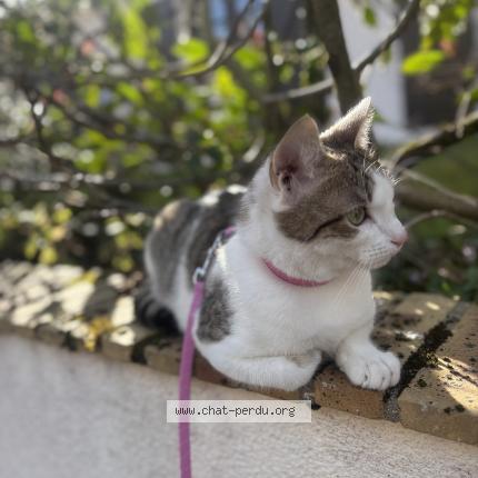 Photo 1/1 Aslan Chat lost in Nevers