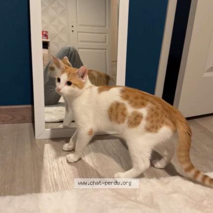 Photo 1/1 Scar Chat lost in Nevers