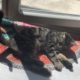 Picture of cat lost at Paris