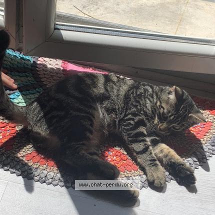 Photo 1/1 Scott Chat lost in Paris