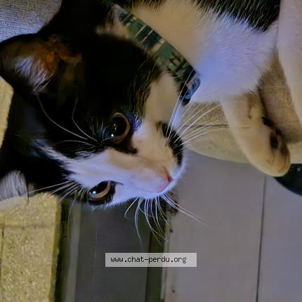 Foto 1/1 Kat teruggevonden Gevonden in Brussel