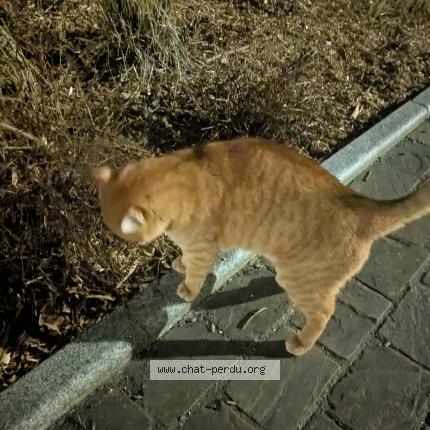 Photo 1/1 Found cat Found in Viroflay