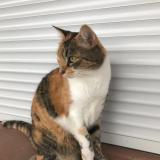 Picture of cat lost at St Lys