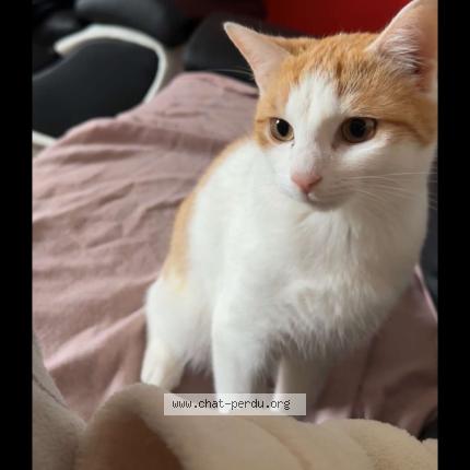 Photo 1/1 Skar Chat lost in Banlay