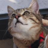 Picture of cat lost at Saint Jacques Sur Darnetal