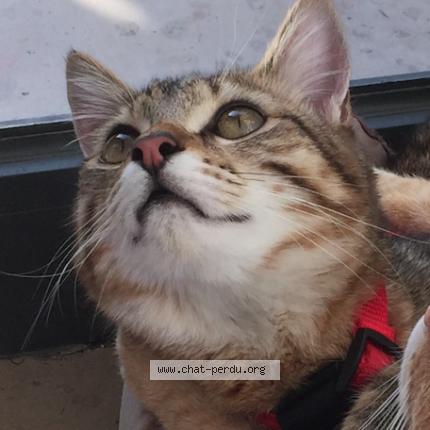 Photo 1/5 Oliver Chat lost in Saint jacques sur darnetal